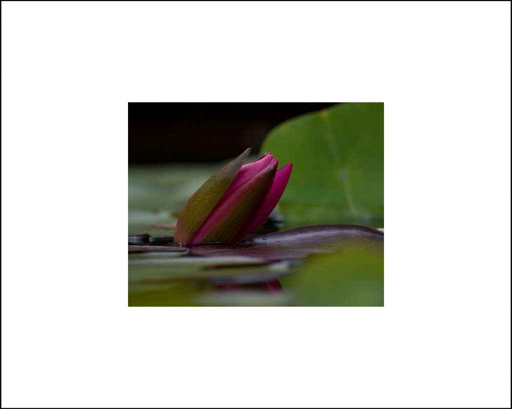 Water Lily (closed)